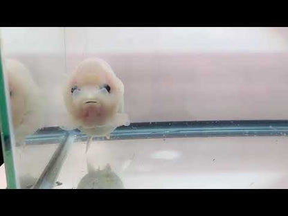 White Ranchu (F, 5'')