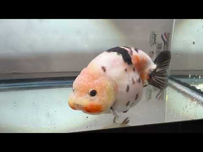 Tri-Color Ranchu (F, 4.5'')