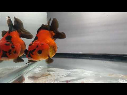 Red & Black Oranda (4.5'')