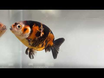 3" Calico Ranchu Goldfish – Calico F (Individual Fish)