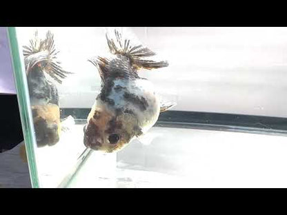Calico Oranda (F, 3.5'')