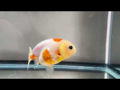 3" Red & White Ranchu Goldfish - Red&White D  (Individual Fish)