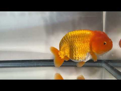 Red Ranchu (F, 5'')