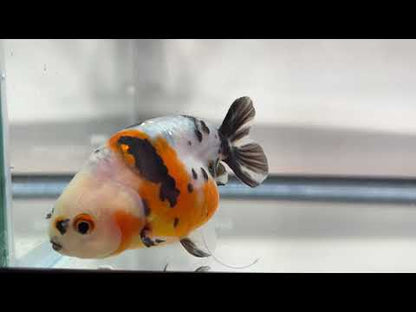 3" Calico Ranchu Goldfish – Calico O (Individual Fish)
