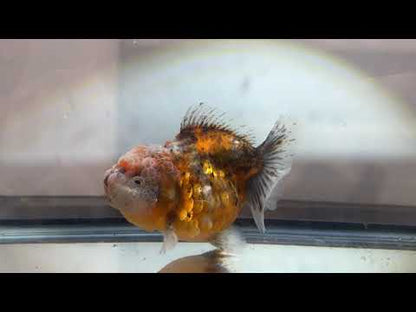 Gold & Grey Shogun Oranda - F1 (4.5'')