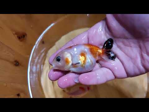 Bundle of 5 Small Ranchu Goldfish - Random Selection
