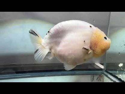 Lemon Head Ranchu (M, 4.5'')