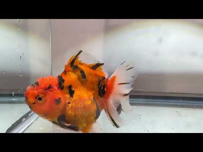 Red & Gold Shogun Oranda - F1 (M, 4'')