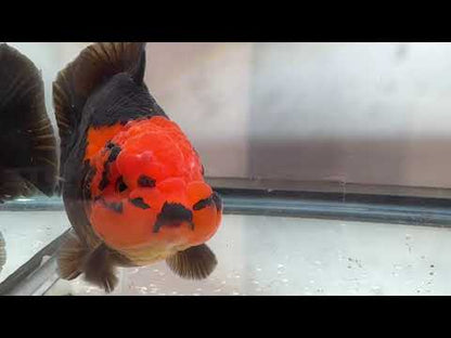Red and Black Oranda (M, 4.5'')