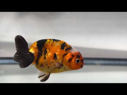 3" Calico Ranchu Goldfish – Calico Q (Individual Fish)