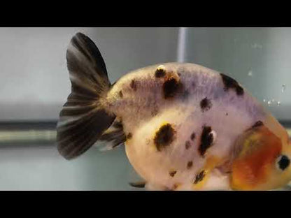 Snow Leopard Ranchu - 3 Inches (Individual Fish)