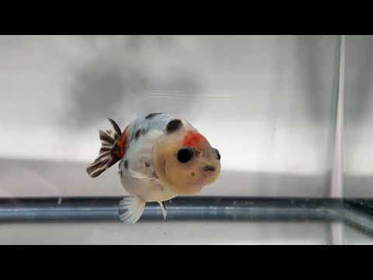 3" Calico Ranchu Goldfish – Calico R (Individual Fish)