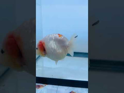 Pink and White Ranchu (F, 4.5'')