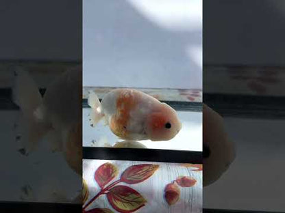 Sakura Ranchu (M, 5'')