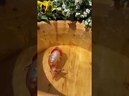 Sakura Ranchu - 5 inches