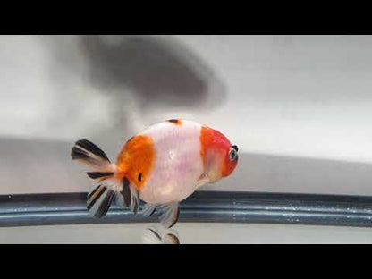3" Calico Ranchu Goldfish – Calico U (Individual Fish)