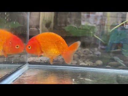 The Fiery Red Ranchu - 4.5 inches