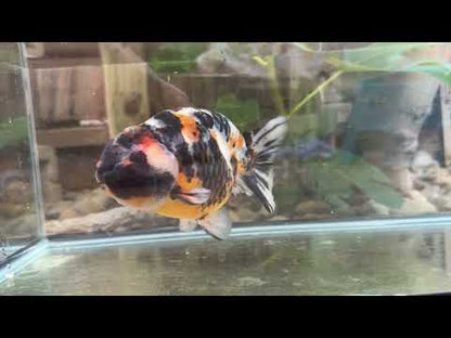 Tri-Color Ranchu - 5.5 inches