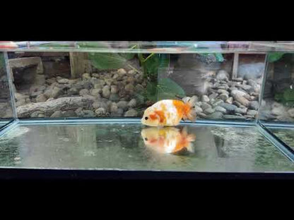 Sakura Ranchu - 4.5 inches