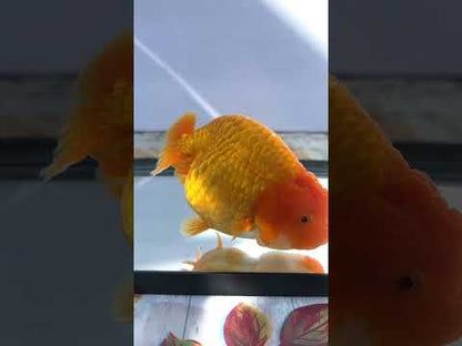Red Ranchu (F, 5'')
