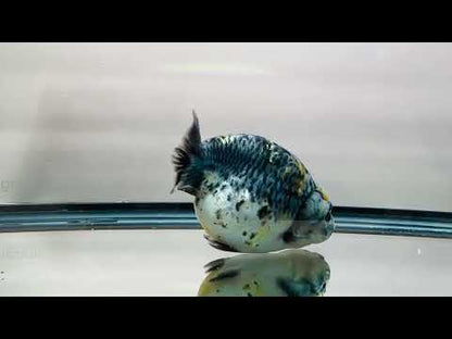 Blue Kirin Ranchu (F, 4.5'')
