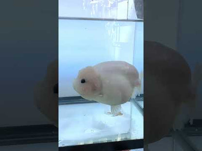 Pure White Ranchu (F, 5'')