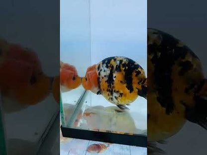 Calico Ranchu (F, 5.5'')