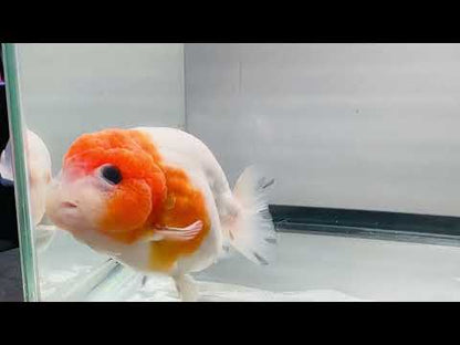 Red and White Ranchu (M, 4.5'')