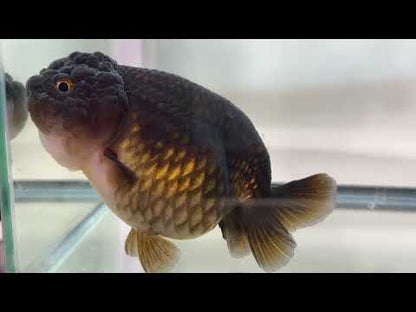 Black Ranchu (F, 4.5'')