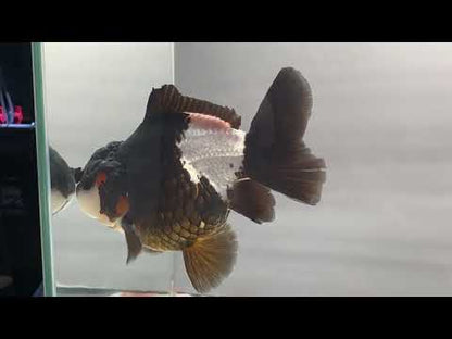 Black & White Oranda (M, 4.5'')