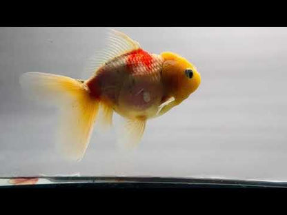 Yellow Capped Oranda (M, 5'')