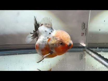 Calico Shogun Oranda - F1 (F, 4.5'')