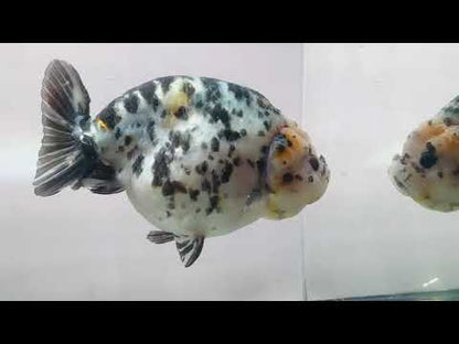 Calico Ranchu (F, 5'')