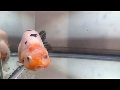 Tri-Color Ranchu (F, 4.5'')
