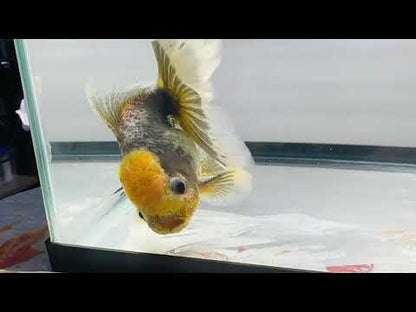 Yellow-Cap Oranda (M,4'')