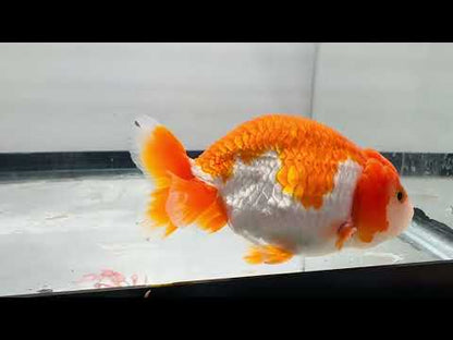 White & Red Ranchu (3.5'')