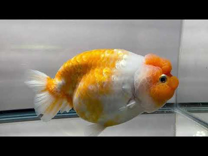 Orange & White Ranchu (F, 5.5'')