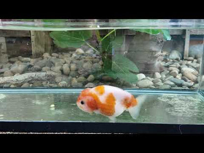 Red & White Ranchu - 4.5 inches