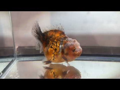 Gold & Grey Shogun Oranda - F1 (4.5'')