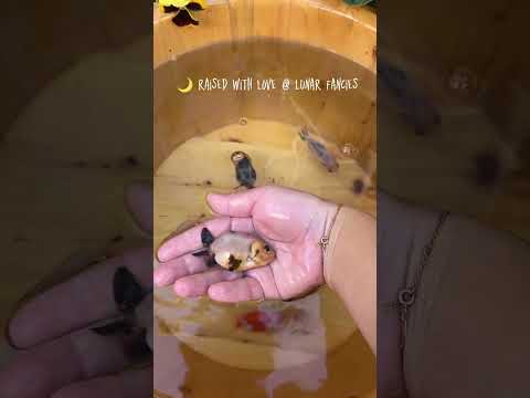 Bundle of 3 Small Ranchu Goldfish - Owner Selects