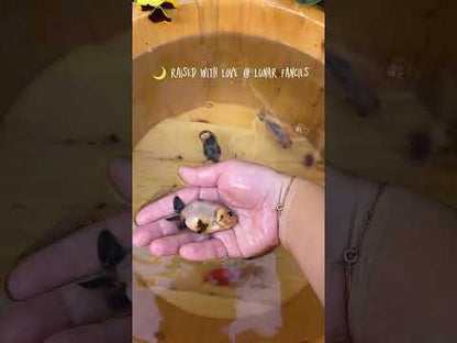 Bundle of 3 Small Ranchu Goldfish - Owner Selects