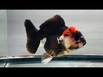 Panda Oranda (M, 4.5'')