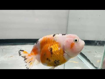 Tri-Color Ranchu (4'')