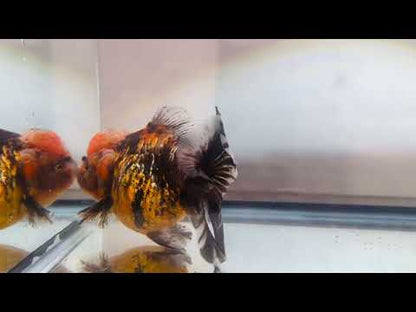 Red & Black Shogun Oranda - F1 (4.5'')