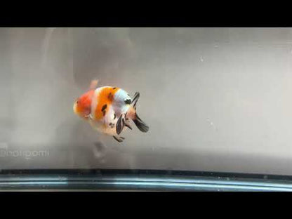 3" Calico Ranchu Goldfish – Calico H (Individual Fish)