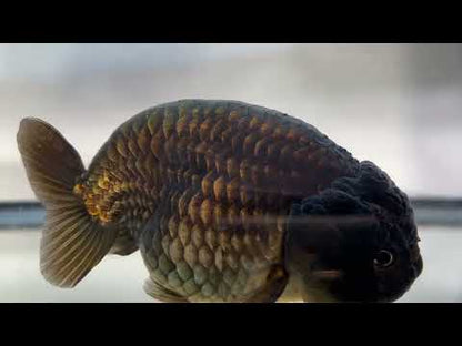 Black Ranchu (F, 4.5'')
