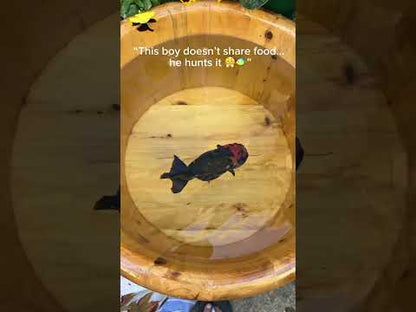 Tiger Ranchu – 4.5 in