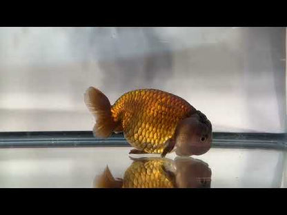 Lavender Ranchu (F, 4.5'')