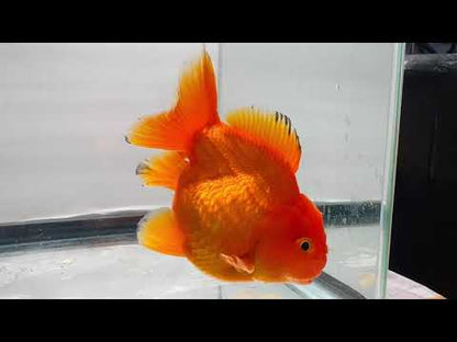 Red Oranda (3.5'')