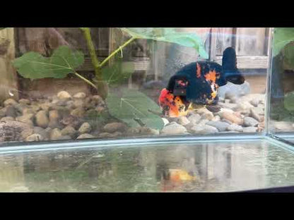 Tiger Ranchu – 4.5 in